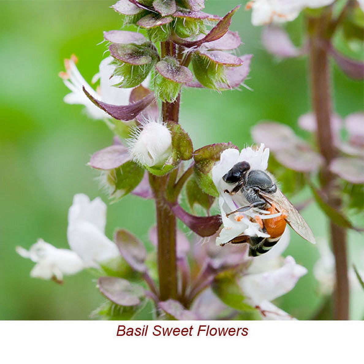 Basil Sweet Organic Essential Oil 1 fl oz (30 ml) - 100% Pure and Natural by Silky Scents