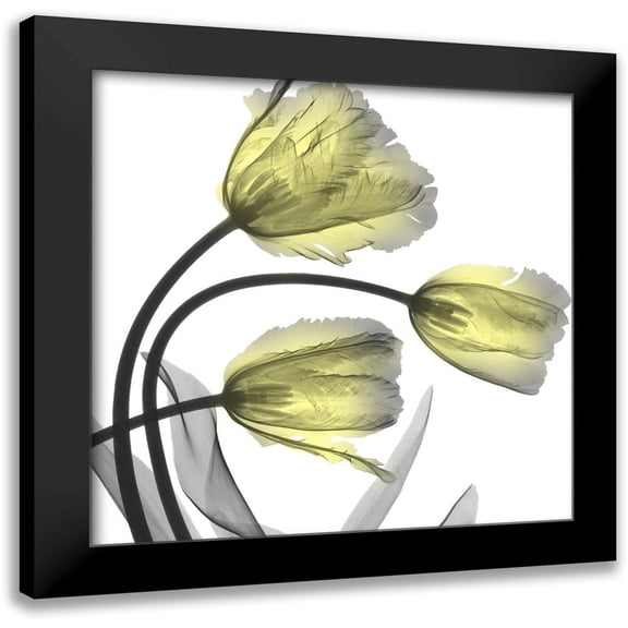 Koetsier, Albert 12x12 Black Modern Framed Museum Art Print Titled - Glorious Tulips