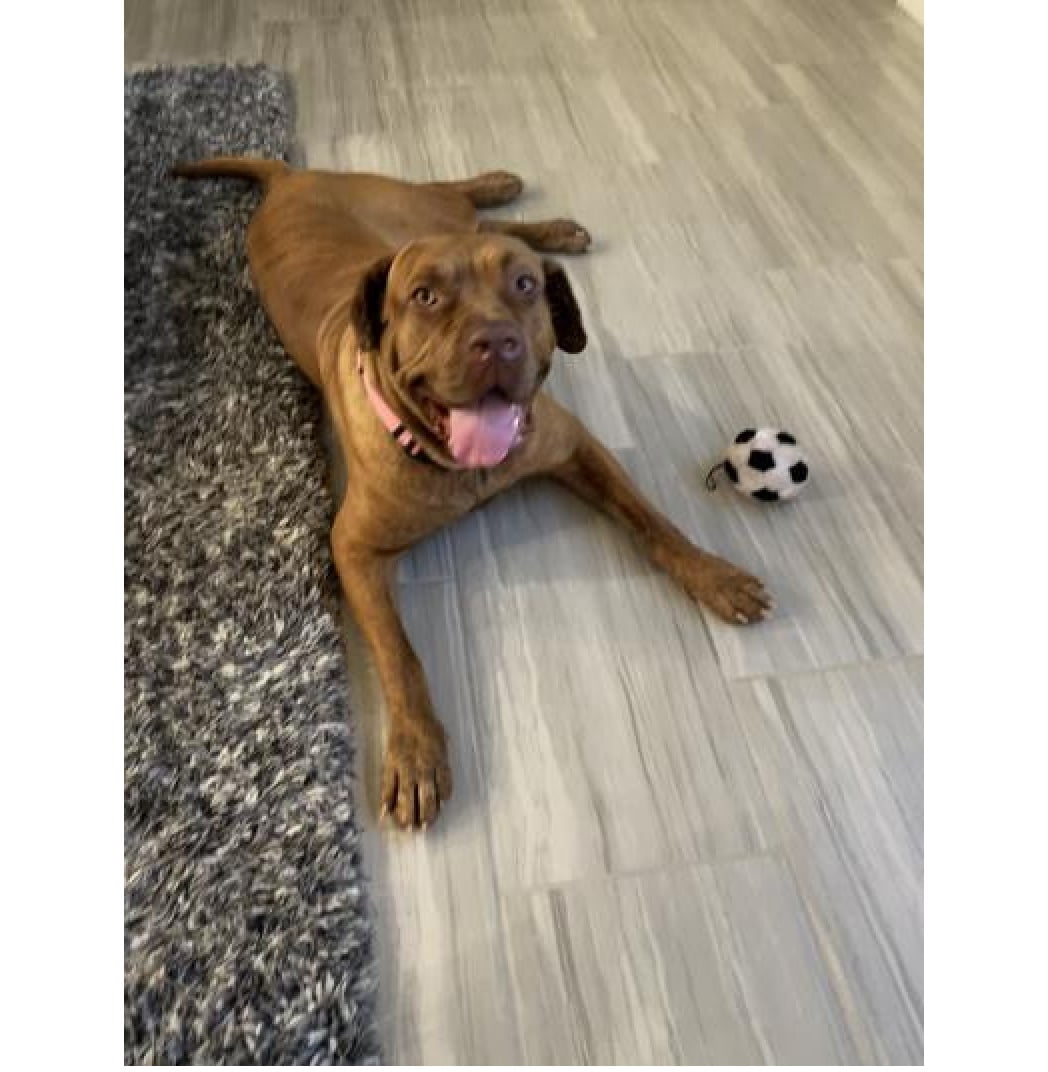 Dog Toys Soft Plush Soccer Ball Squeaker Black and White Sports Fetch Play 4.5" (2 Soccer Balls)