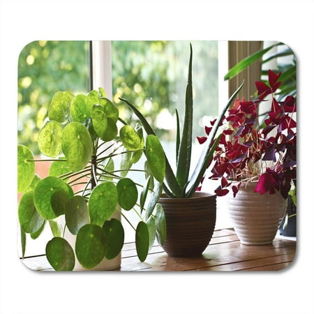 KDAGR White Air House Plant Display Window Indoor Houseplants Green Mousepad Mouse Pad Mouse Mat 9x10