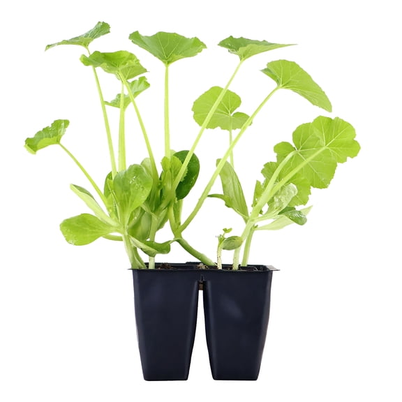 Expert Gardener 6" Squash Zucchini Live Plants in 3" Grower Pot Full Sun 4 Pack