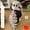 [gray], variant on CNV Wearable Chinese Dragon Skeleton Plush Toy, 3D Bone Skull Hood with Long Spinal Tail, Large Novelty Body Pillow for Cosplay and Home Decor
