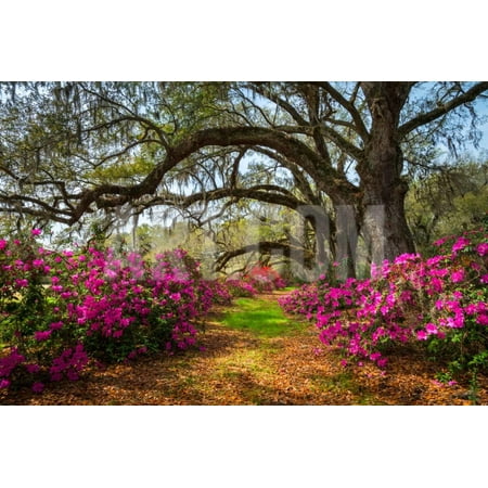 South Carolina Spring Flowers Charleston SC Lowcountry Scenic Nature Landscape with Blooming Pink A Print Wall Art By Dave Allen