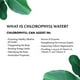Chlorophyll Water - Eau Purifiée Enrichie en Nature, 20 oz – image 5 sur 7