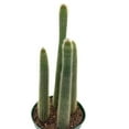 thumbnail image 5 of Old Man of The Andes, 6 inch, Huge Cactus, Oreocereus celsianus, Hairy Fuzzy Mountain Cacti, 5 of 5