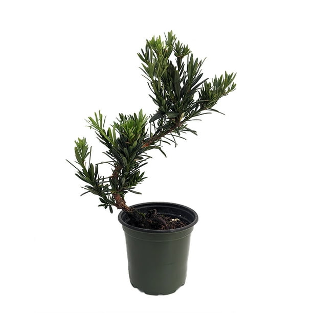 Stylized Buddhist Pine Tree - Houseplant/Bonsai - Podocarpus - 4" Pot