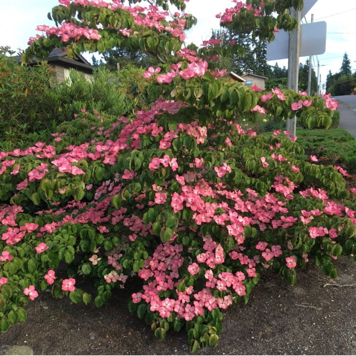 Expert Gardener 4-5' Dogwood Rosy Teacups® in 2 gal. Grower Pot