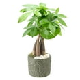 thumbnail image 2 of Arcadia Garden Products Live Money Tree in 4.5" Tropico Leaf, Green, 2 of 4