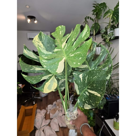 Root in moss, 5-6 leaves - Monstera Thai constellation- indoor shadow plant - Get similar as picture