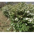 thumbnail image 3 of Expert Gardener Reeves Bridal Wreath Spirea Bush (2.5 Gallon) White Blooming Deciduous Shrub - Full Sun Live Plant, 3 of 7