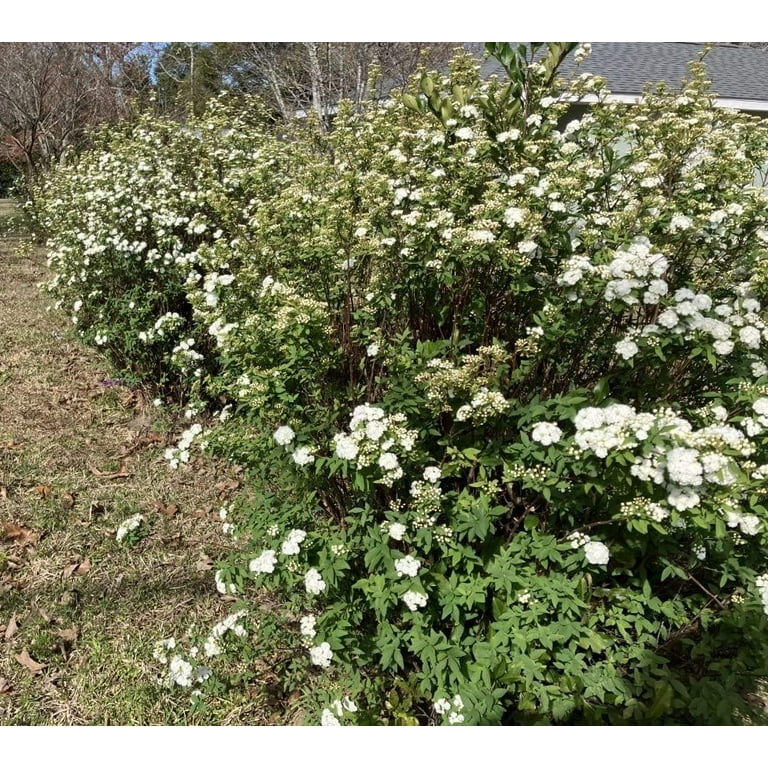 Buy Reeves Bridal Wreath Spirea | FREE SHIPPING | Wilson