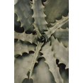 thumbnail image 2 of Studio III 17x24 Black Ornate Wood Framed with Double Matting Museum Art Print Titled - Studio III - Aloe 002, 2 of 4