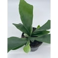 thumbnail image 3 of BubbleBlooms Staghorn Fern, Platycerium bifurcatum, Crown, Elkhorn Fern, 4 inch Pot, 3 of 9