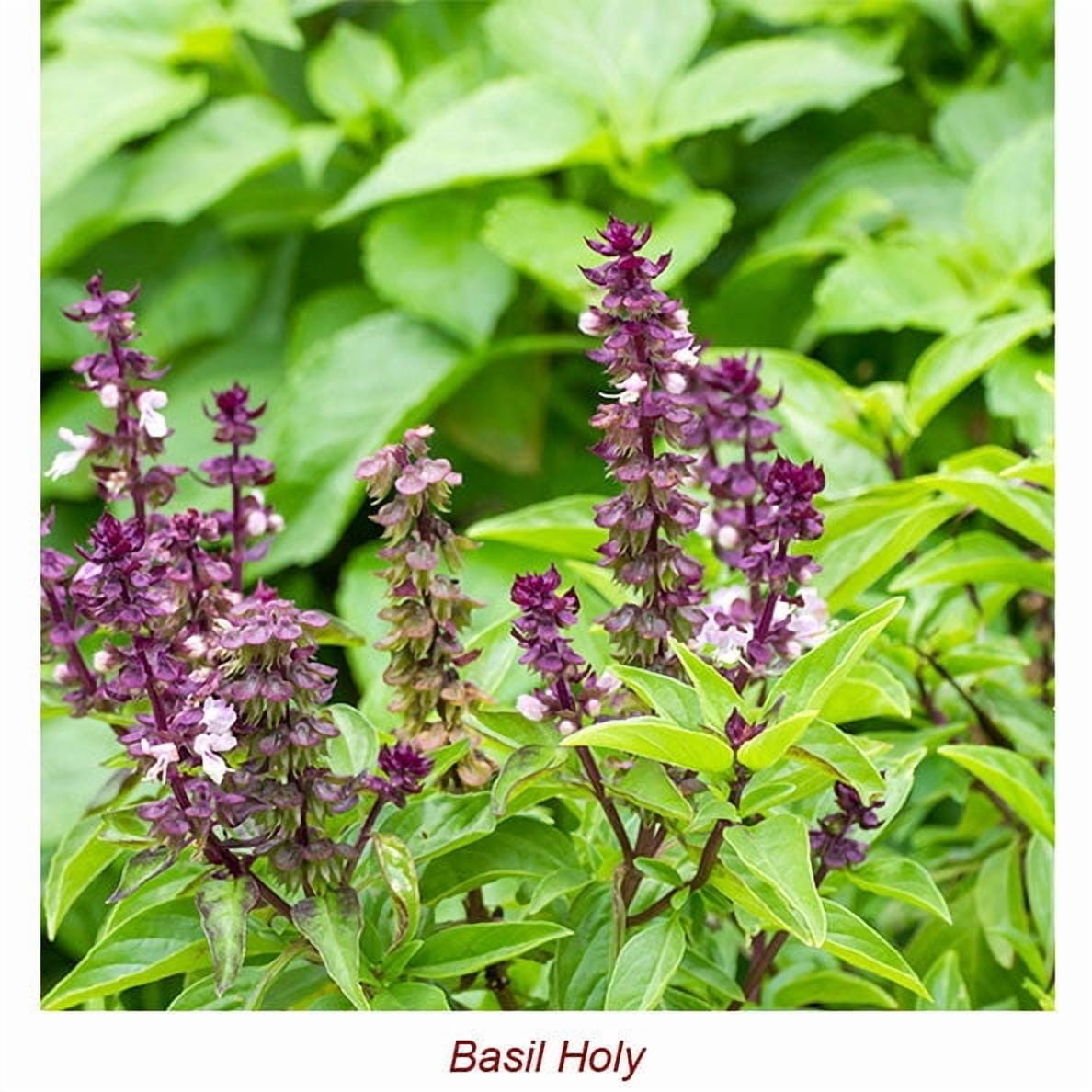 Basil Holy Essential Oil 5 ml (1/6 fl oz) - 100% Pure and Natural by Silky Scents
