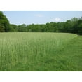 thumbnail image 2 of Lewis Family Farm 10 lb Cereal Rye Grain Seeds Open Pollinated Cover Crop Forage Deer Plot Food, 2 of 3