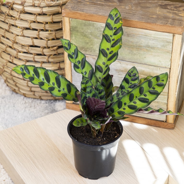 calathea white fusion pflege CALATHEA WHITE FUSION online kaufen bei potflourri