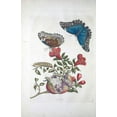 thumbnail image 2 of Merian, Sybilla 17x24 Gold Ornate Wood Framed with Double Matting Museum Art Print Titled - Tropical fruit,Butterflies,  plate 96, 2 of 4