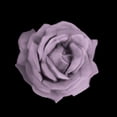 thumbnail image 3 of Allen, Kimberly 12x12 Black Modern Framed Museum Art Print Titled - Perfume Roses 3, 3 of 5