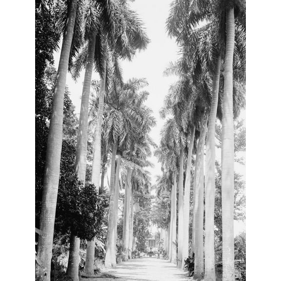 Art.com Avenue of Palms, Havana Photo, 24" x 32"