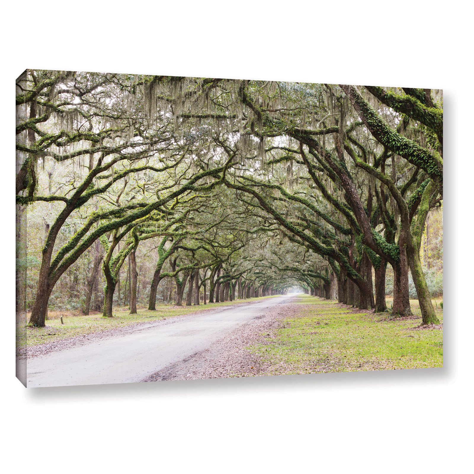 Oak Trees With Spanish Moss In Savanna Georgia2