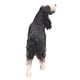 thumbnail image 3 of Figuras de Cocker Spaniel, Plásstico Cocker Spaniel Modelo Simulación Versátil para decoración, 3 of 7
