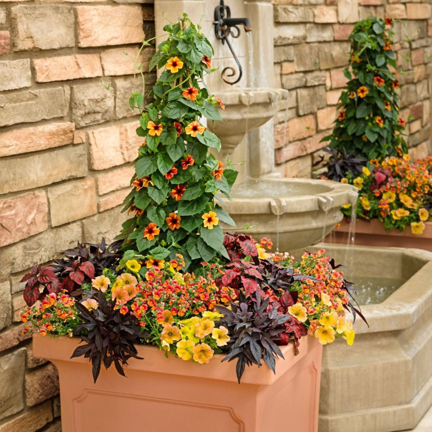 Proven Winners 8" Orange Tangerine Slice A-Peel Black-Eyed Susan Vine Live Plant in 6.5" Pot