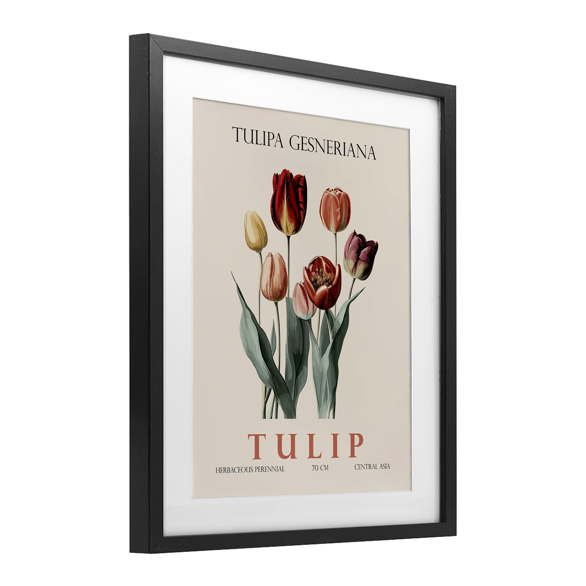 Stupell Industries Natural Tulip Bundle Black Framed Print Under Glass, design by Christopher Giampietro