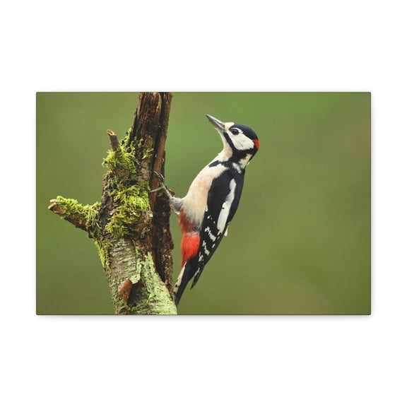 Majestic Woodpecker Art Majestic Woodpecker Print Animal Wall Art Wildlife Canvas Prints Wall Art Ready to Hang Unframed