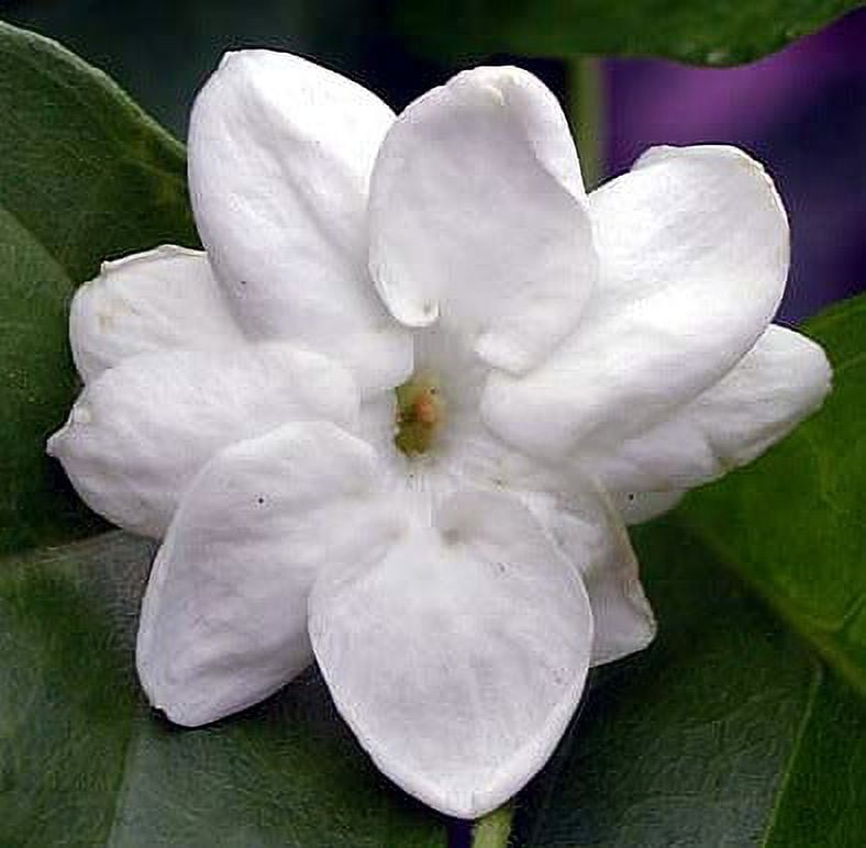 Dried Loose White Arabian Jasmine Flowers From Jasminum Sambac For Blooming  Flower Tea - Buy Dried Loose White Arabian Jasmine Flowers From Jasminum  Sambac For Blooming Flower Tea Product on