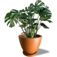thumbnail image 1 of Maceta Ceramica de 25.4 cm con Drenaje y bandeja ocre Elly Decor ED-MCD01BK, 1 of 7