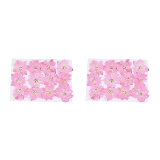 Inteprter 12 piezas de flores secas, especímenes prensados, decoraciones para el hogar en gran comodidad, suministros para álbumes de recortes Type2 NO2