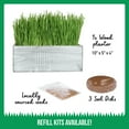 thumbnail image 6 of The Cat Ladies Organic Cat Grass Growing Kit with Natural Chews, White Wooden Planter, 6 of 10