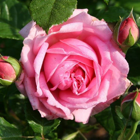 Heirloom Roses Live Pink Plant - Discovery™ Shrub Rose - Rose Bushes For Garden