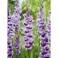 thumbnail image 1 of TASC Flower Bulbs- Gladiolus Large Flowering Passos, 1 of 2