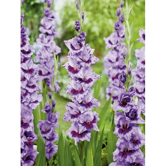 Glaïeul à grandes fleurs Passos Glaïeul à grandes fleurs Passos 12 Bulbes