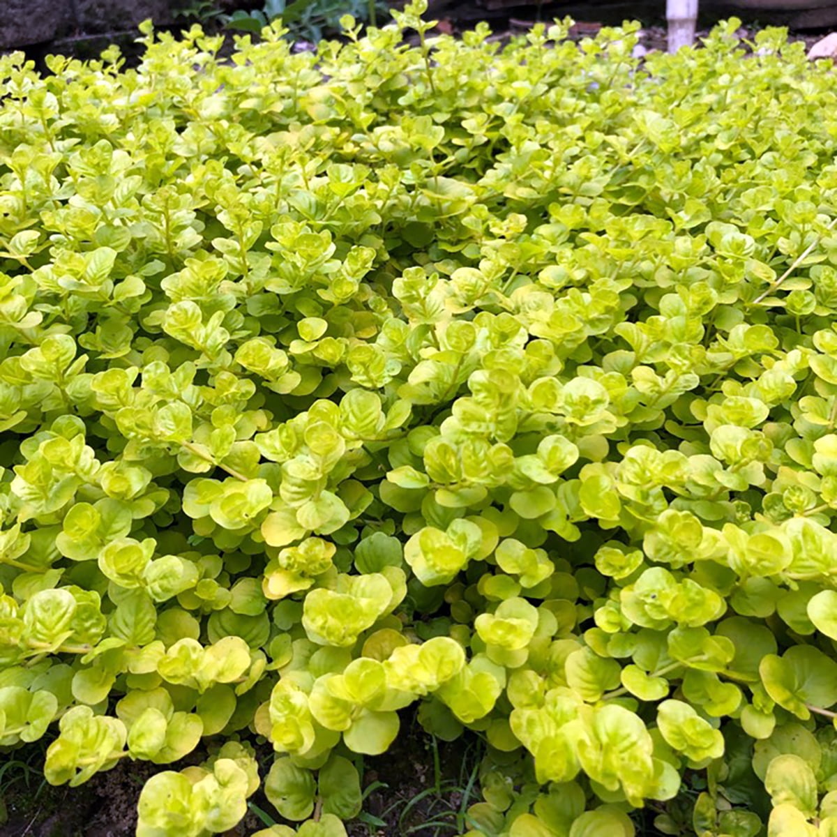 goldilocks creeping jenny