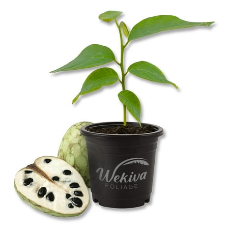 Custard Apple Tree - Cherimoya - Live Plant in a 4 Inch Growers Pot - Annona Cherimola - Beautiful Edible Fruit Bearing Tree for Patio or Garden