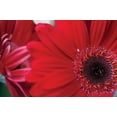 thumbnail image 2 of Erin Berzel 32x23 Gallery Wrapped Canvas Wall Art Titled - Red Gerbera Close-up, 2 of 4