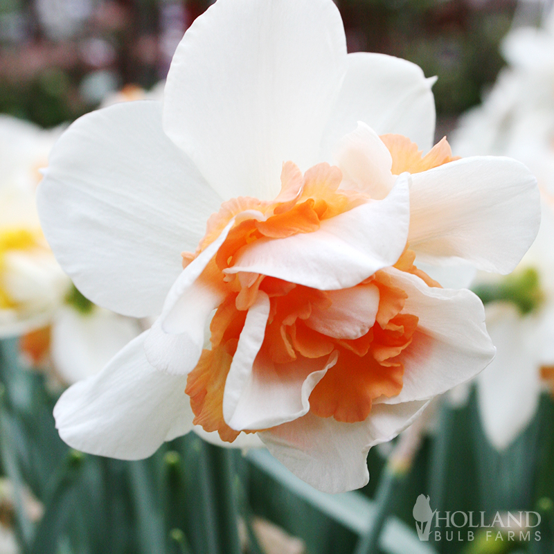 Replete Pink Daffodil