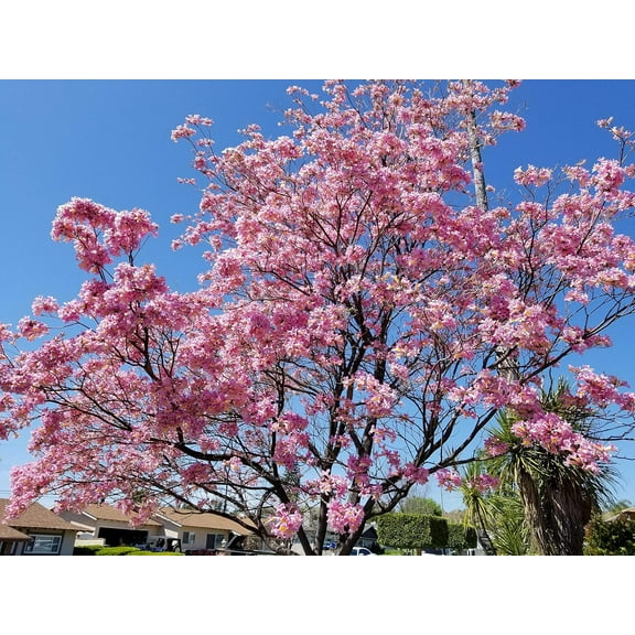Pink Tabebuia Trumpet Tree - Live Plant in a 3 Gallon Pot - Tabebuia Heterophylla - Beautiful Flowering Tree