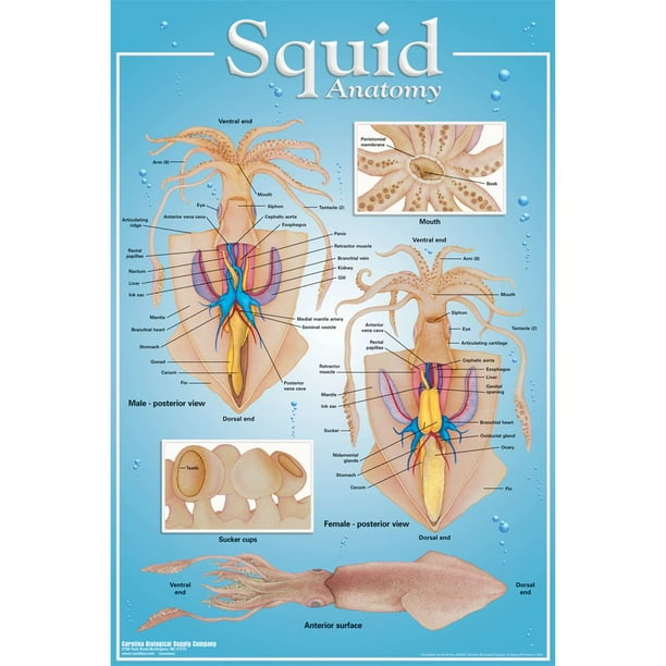 Squid Anatomy Poster, Color, Illustrates Internal Anatomy Of Male And  Female Squid