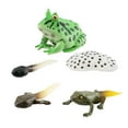 thumbnail image 3 of Juego de crecimiento,Material didáctico para el aula sobre de crecimiento animal,Juguetes de rana renacuajo con imaginación cognitiva para niños,Modelo de crecimiento de los, 3 of 8