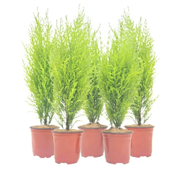 5-PK Live Dwarf Lemon Cypress, Cupressus macrocarpa ‘Goldcrest Wilma,’ Live Indoor Tree, Houseplant, Garden Plant, Fragrant Plant, 4.5-in Pot(s)
