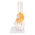 thumbnail image 2 of Modelo de estructura de esqueleto de hueso de tobillo de pie humano 1:1, modelo de articulación de pie con ligamentos, 2 of 14