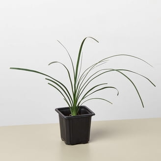 sansevieria trifasciata Snake Plant Forest Star 'Sansevieria trifasciata hahnii' – Tristar Plants main image 1