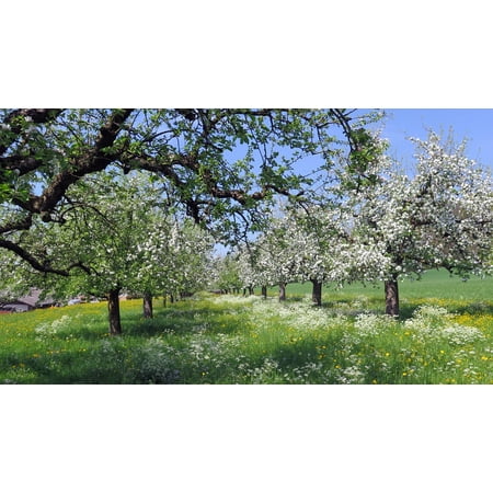 - Laminated Poster Spring Cherry Blossoms Cherry Trees Flowers Bloom Poster Print 24 x 36