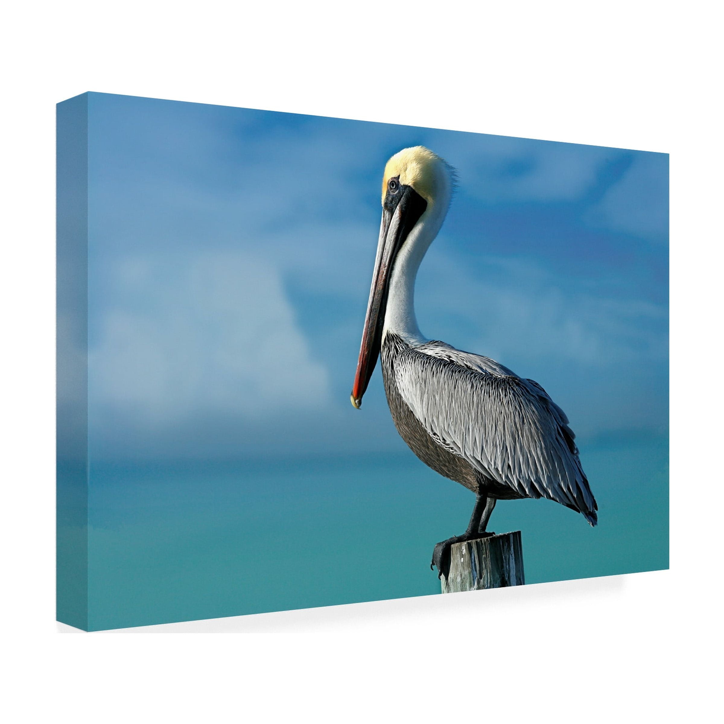 Trademark Fine Art 'Pelican' Canvas Art by Mike Jones Photo