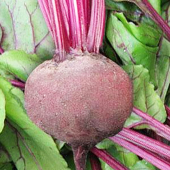 Organic Green Top Bunching Beet - 2 g ~100 Seeds - Organic, Heirloom, Open Pollinated, Non-GMO, Farm & Vegetable Gardening & Micro Greens Seeds