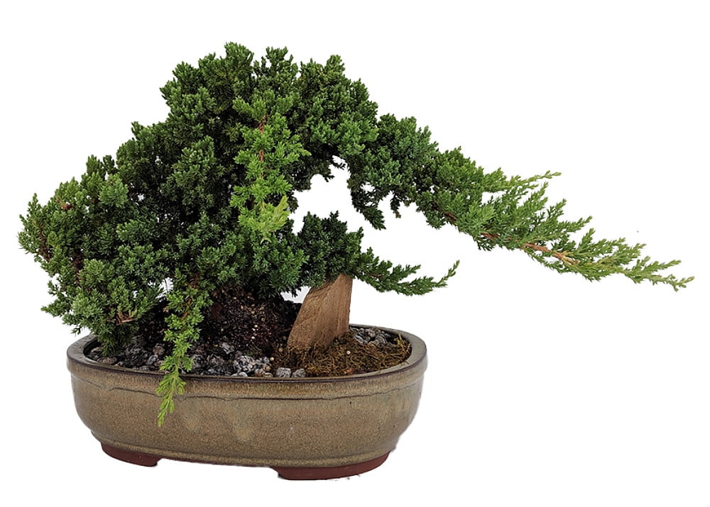 Juniper bonsai tree botascse