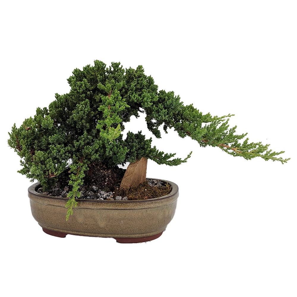 Serenity Garden Japanese Juniper Bonsai Tree 12" Ceramic Pot Pebbles